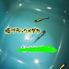 極ブラックメダカ 成魚1ペア 2ペアの画像