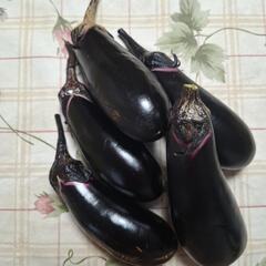 訳ありクインニーナの画像