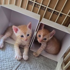 アメリカンカール？の子猫ちゃん里親さん募集です。