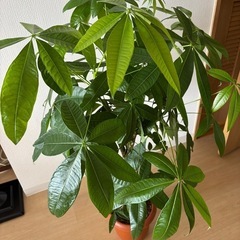 パキラの画像