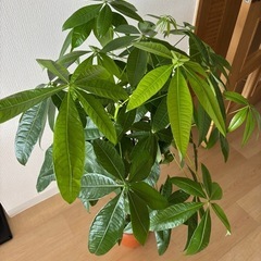 パキラの画像
