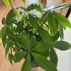 パキラの画像