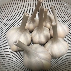 無農薬ニンニク　バラ100gの画像
