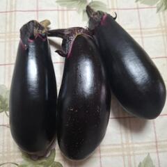 種無しクインニーナの画像