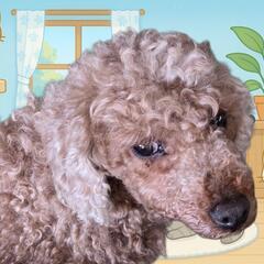 里親さん募集中トイプードルメス🐶