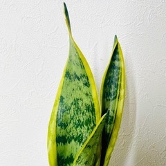 サンスベリア　ローレンティー　観葉植物　ハイドロカルチャーの画像