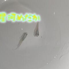 星河(せいが)めだか 成魚1ペア、2ペア、稚魚の画像