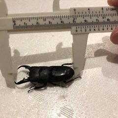 ヒラタクワガタ♂の画像