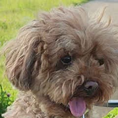 犬友ほしい方🐾ワンちゃん仲間やしつけ相談・アドバイスいただ…