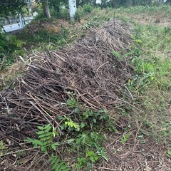 【無料】クラフトやハンドメイドに！木の枝、大量にお譲りします。の画像