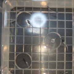 深海めだか  稚魚10匹の画像