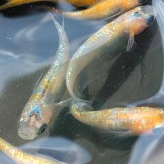 天界ラメ王13匹の画像