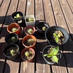 観葉植物、ロックガーデン、ドライガーデン¥500〜の画像