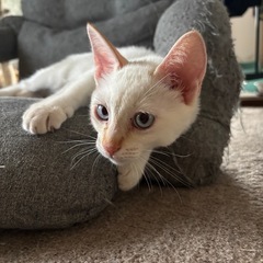 元気な女の子😸
