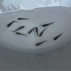 メダカ　オロチ　若魚❗️今年生まれ⭐️ １０匹　めだかの画像