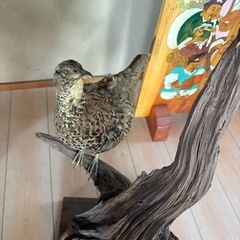 剥製の画像