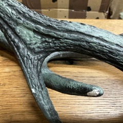 ツノのディスプレイの画像