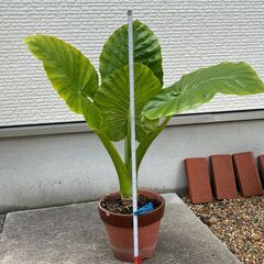 クワズイモ(観葉植物)の画像