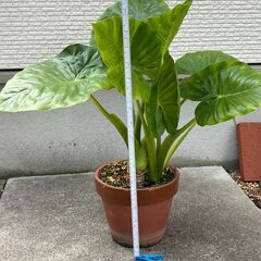 クワズイモ(観葉植物)の画像
