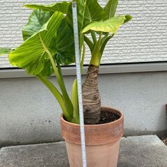 クワズイモ(観葉植物)の画像