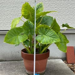 クワズイモ(観葉植物)の画像