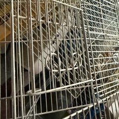 鳥かごの画像