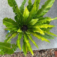 オオタニワタリ(観葉植物)の画像