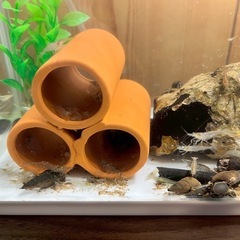 ミナミヌマエビの画像