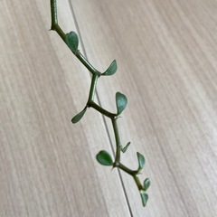 デカリア　マダガスカリエンシスの画像