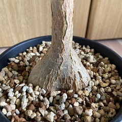 フィカス　パルメリーの画像