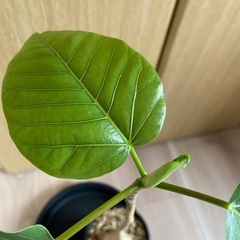 フィカス　パルメリーの画像