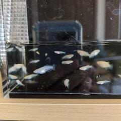 めだか　オフホワイト　普通体型　幼魚〜若魚　５匹の画像