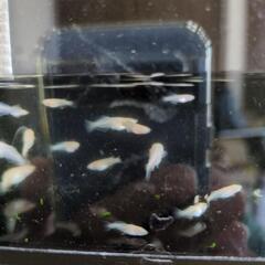 めだか　オフホワイト　普通体型　幼魚〜若魚　５匹の画像