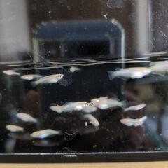めだか　オフホワイト　普通体型　幼魚〜若魚　５匹の画像