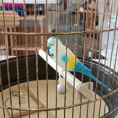 0825-166 【無料】 鳥カゴ(割れあり)の画像