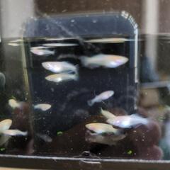 めだか　オフホワイト　普通体型　幼魚〜若魚　５匹の画像