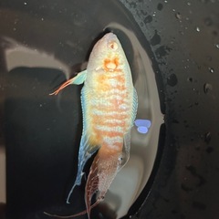 パラダイスフィッシュ　アルビノの画像