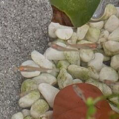 メダカお譲りしますの画像