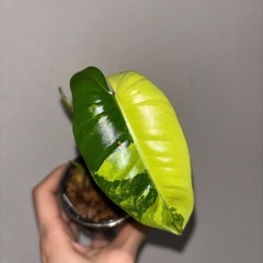 バールマルクス　①か②よりお選びくださいの画像