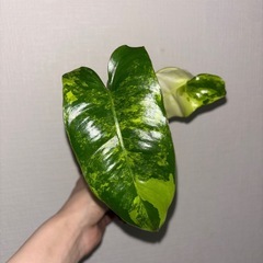 バールマルクス　①か②よりお選びくださいの画像