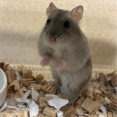 ハムスター