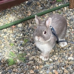 ネザーランドドワーフ　雄 1歳　大切にしてくれる方