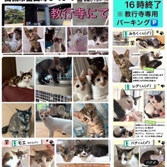 子猫だらけの譲渡会🐱