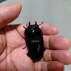【余品A】国産オオクワガタ  川西産   新成虫   メス52.5mmの画像