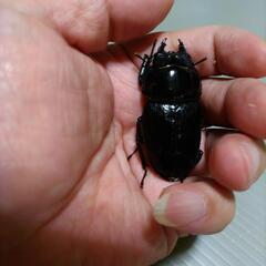【余品B】国産オオクワガタ  川西産  新成虫  メス52.5mmの画像