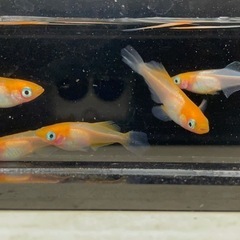 受付中🔴ハイビスカス メダカの有精卵30個＋補償分5個の合計35個の出品です。の画像