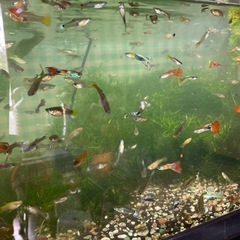 お取引決まりました。🐠国産ミックスグッピー　幼魚〜成魚　50匹🐠8／30（土）12時〜17時の画像