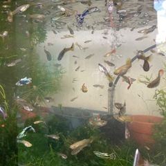 お取引決まりました。🐠国産ミックスグッピー　幼魚〜成魚　50匹🐠8／30（土）12時〜17時の画像