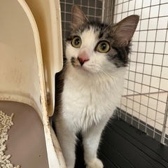 松江市 猫 1歳 里親募集