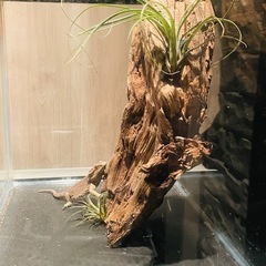 流木 アクアリウム 爬虫類 ハンドメイド No.7の画像